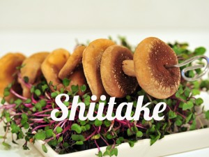 Shiitake healing mushroom
